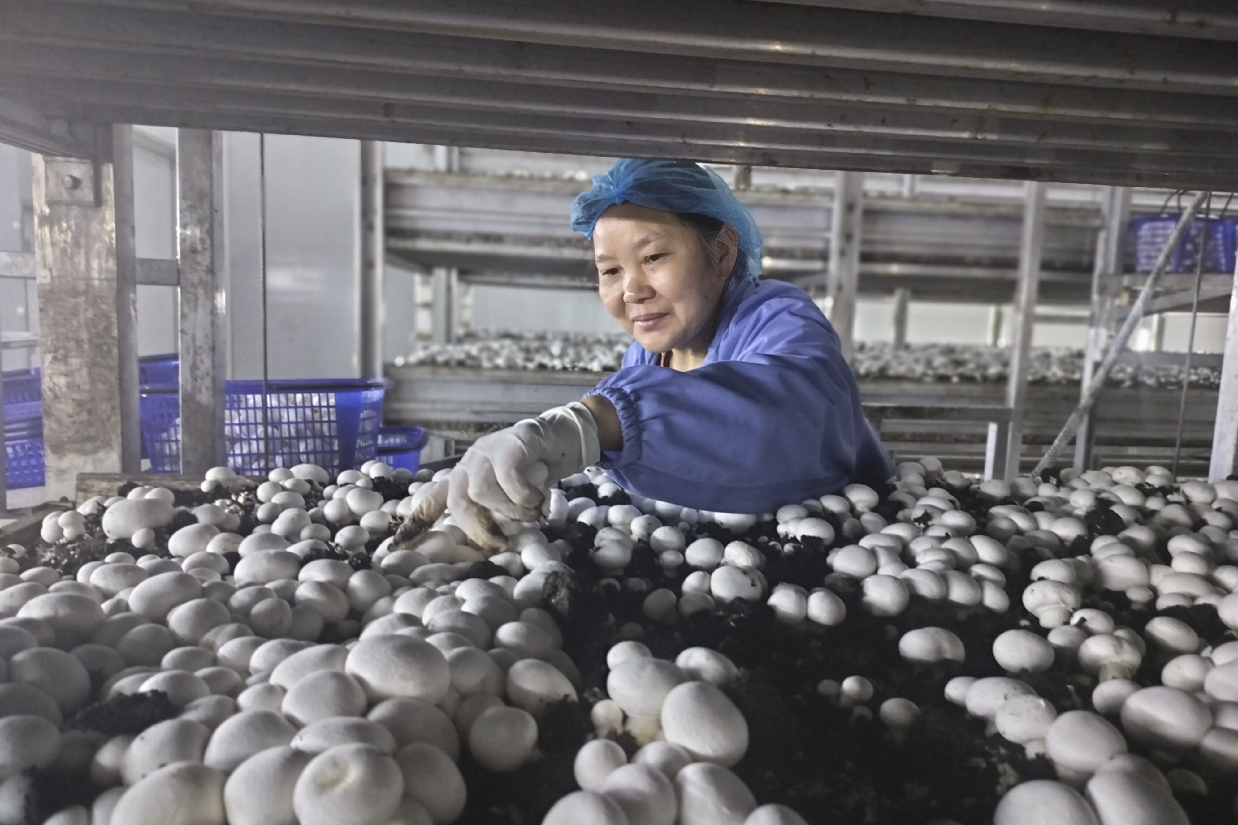 贵州泓华农业科技有限公司在马坡村建立双孢菇生产基地,通过智能化