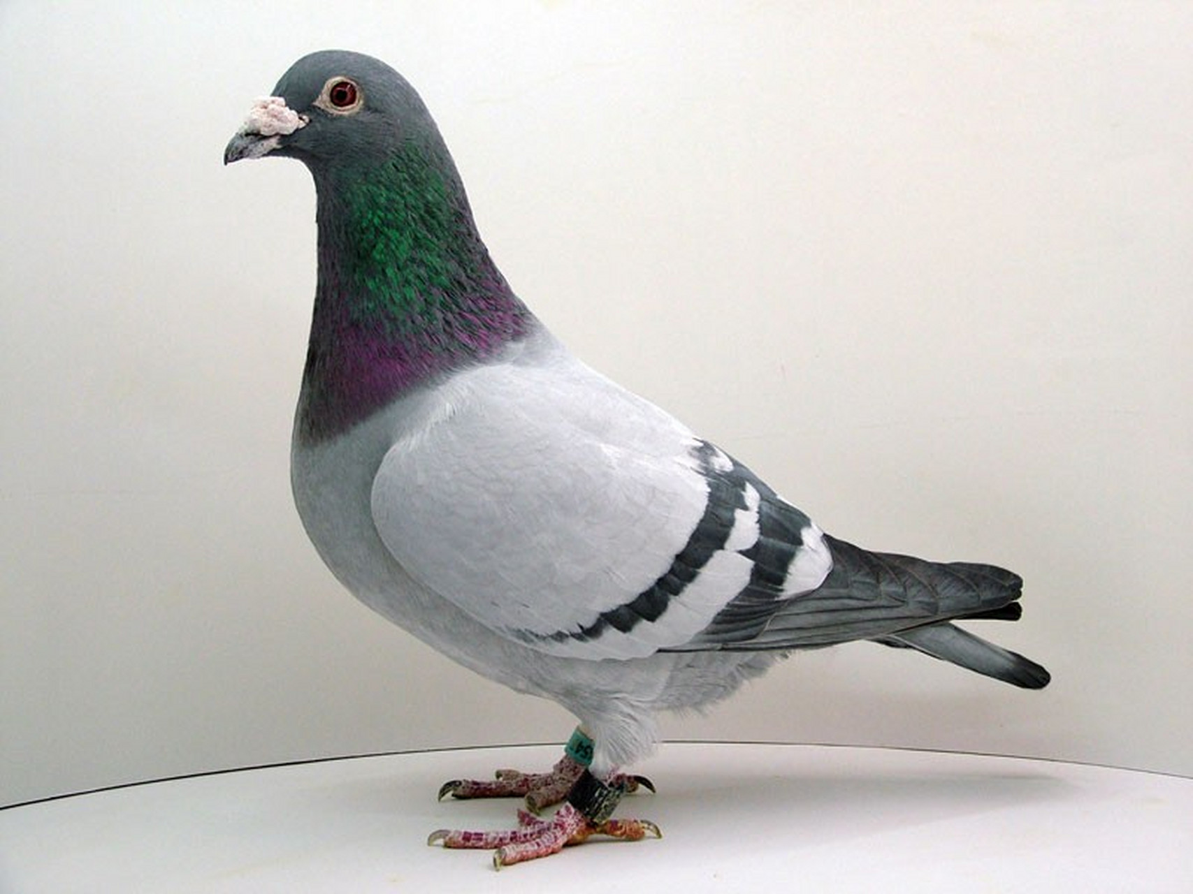 养鸽子最怕乱落行为?别担心,我们给你支招!