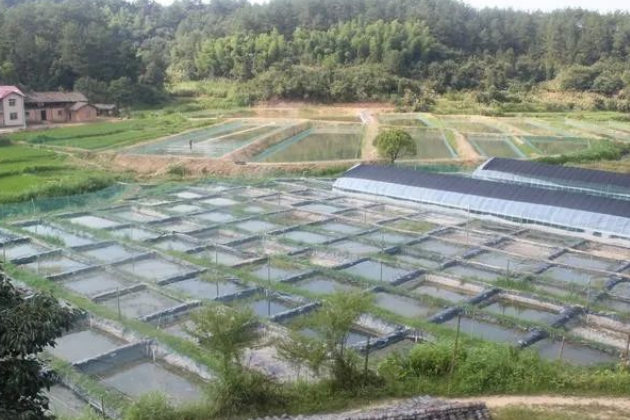 泥鳅养殖成农村冷门暴利生意,年入10万不是梦.