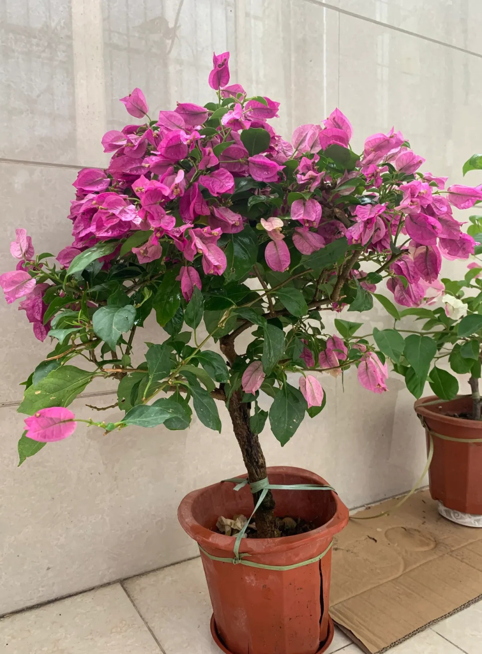 勤花的不?路过花店,忍不住又买了一盆回来,30元值不值?