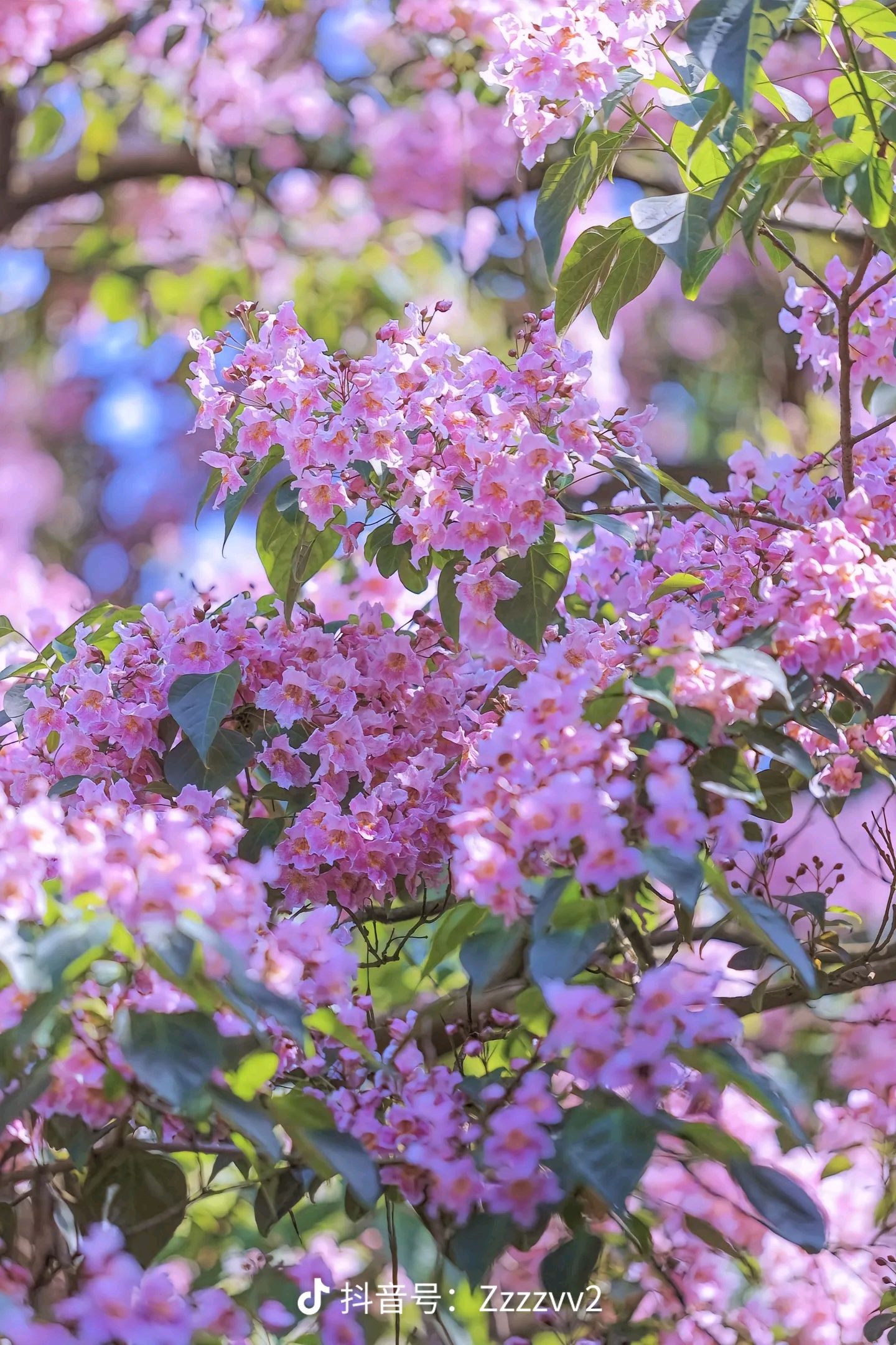 杭州西湖537岁夫妻树(古楸树)开花了