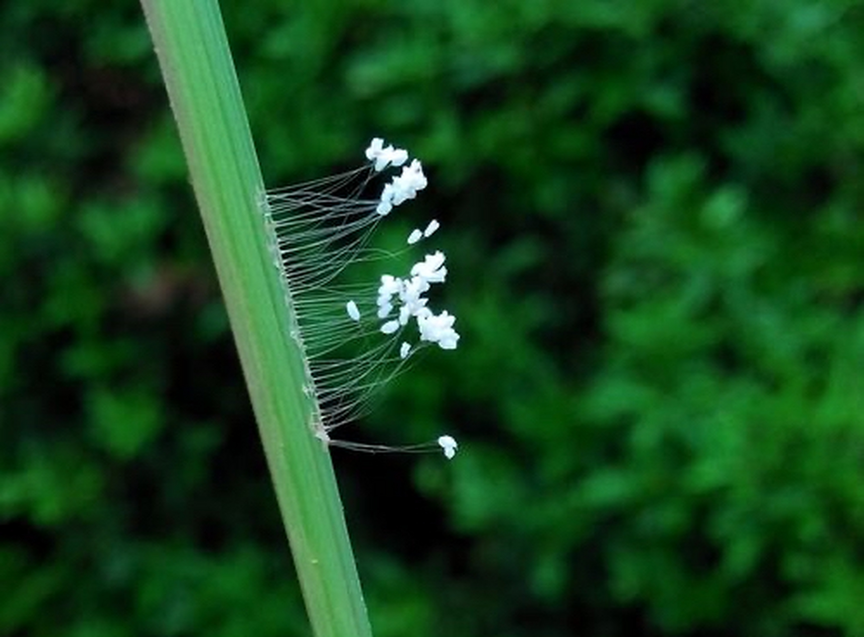 优昙婆罗花出现图片