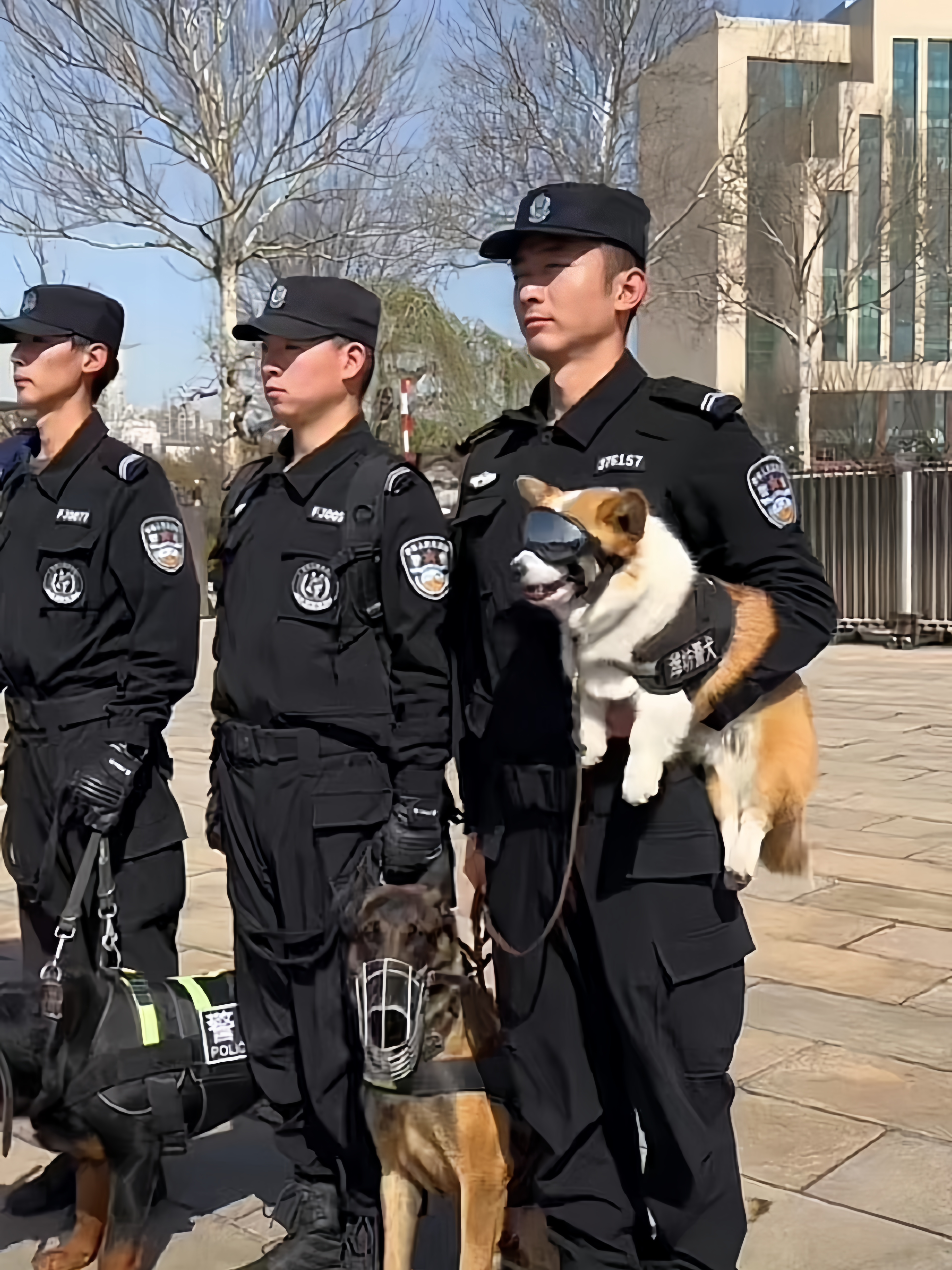 柯基犬在警队上班了,就是比同事腿短,必须另外一个