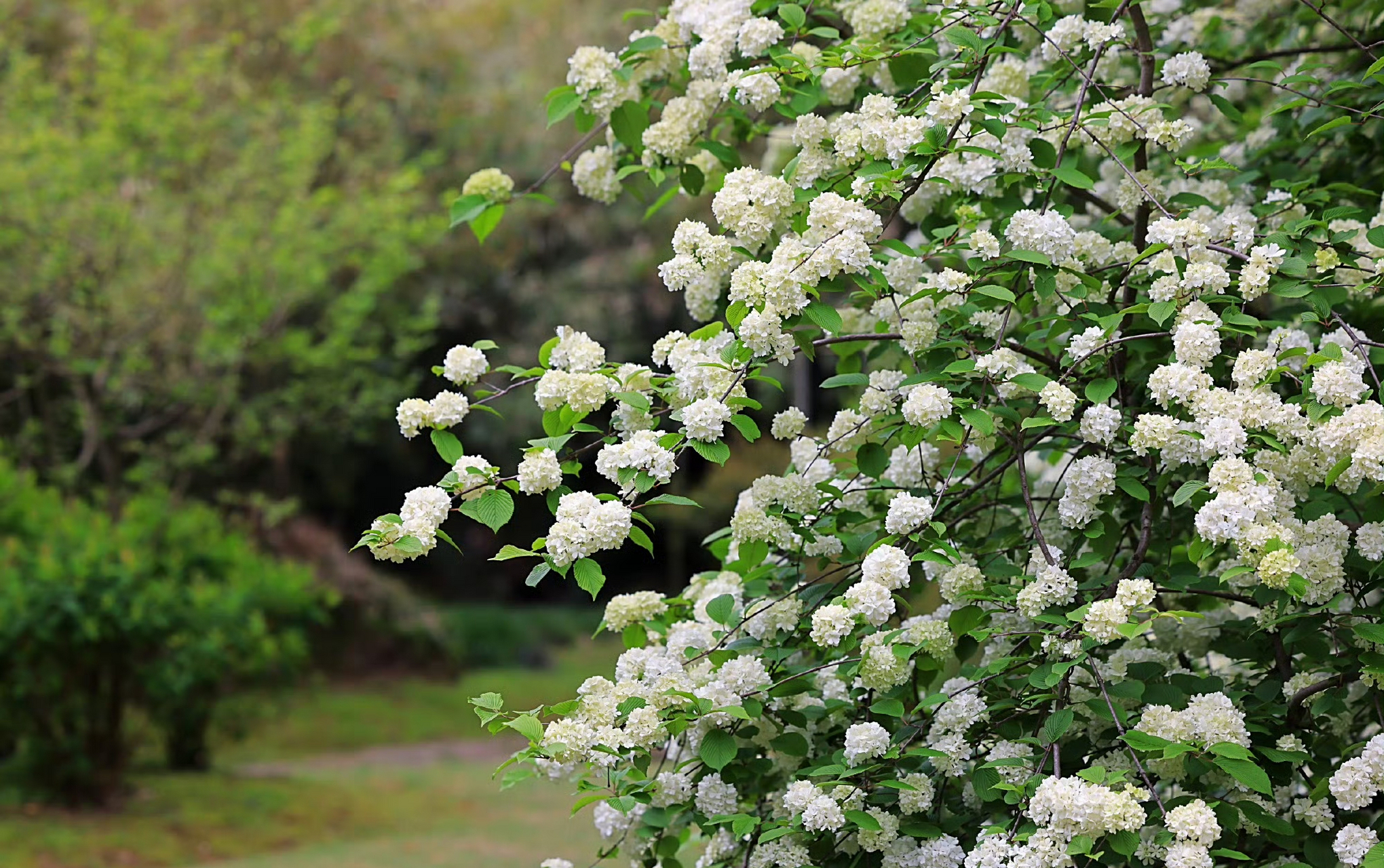 江南兰苑丨雪球荚蒾,花朵团团锦簇,清新淡雅,叶儿苍翠,碧玉连连,自有