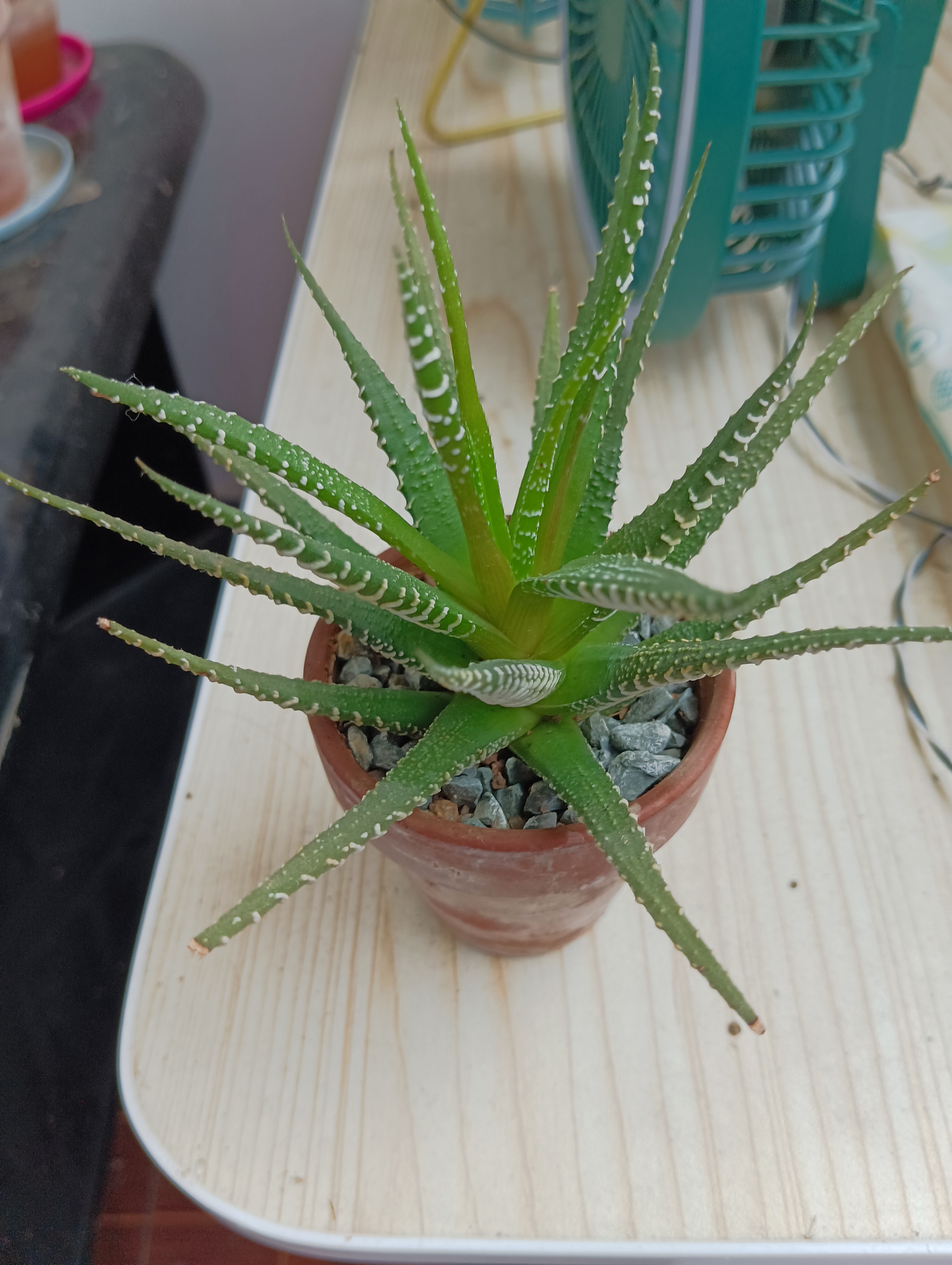 十二卷属植物,你值得拥有