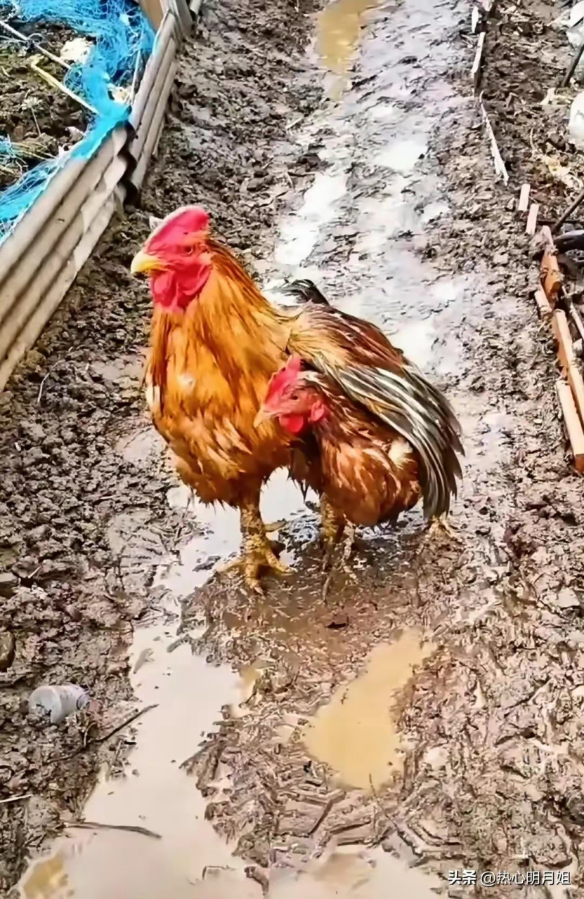 雨中护鸡图图片