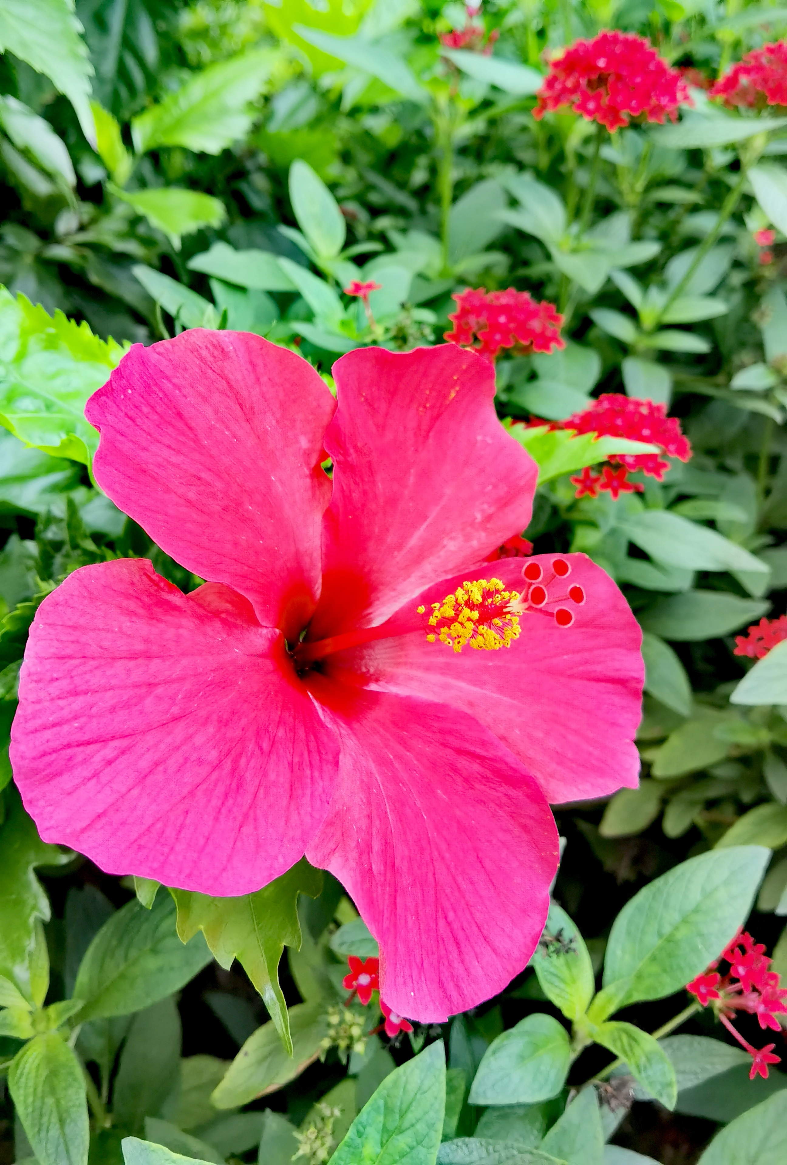 深圳的大街,公园, 一年四季都能经常见到开得像碗口那么大的朱槿花.