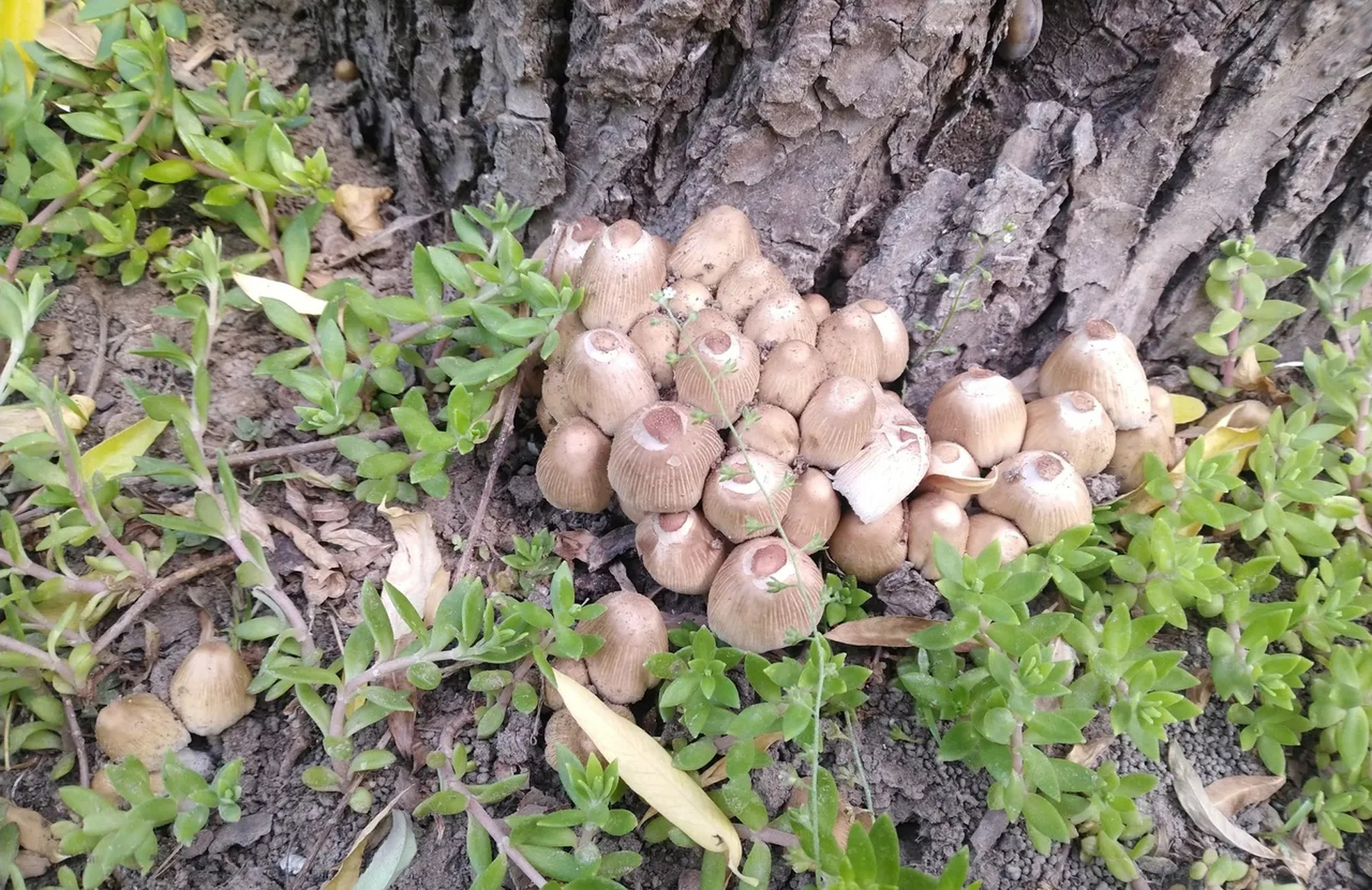 可是又纠结,犹豫,忐忑[捂脸][捂脸] 请问亲们,柳树下这种蘑菇可以吃