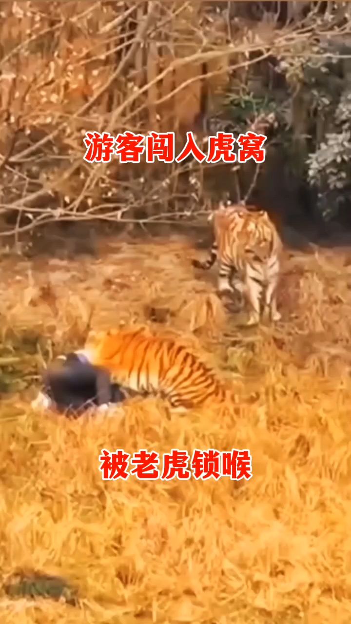 游客闯入虎窝,被老虎锁喉