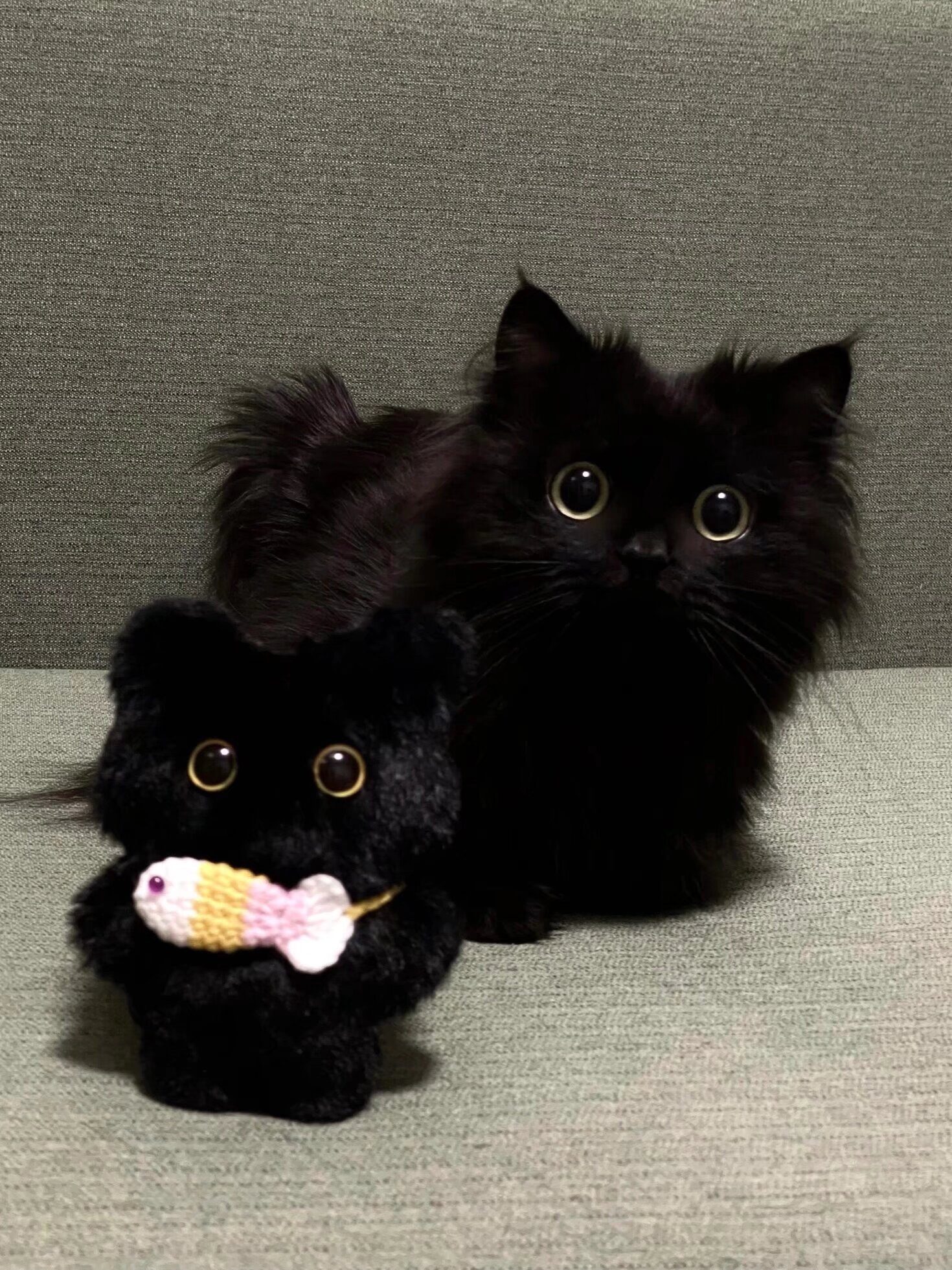 这几只黑色的猫猫太萌了,而且毛发也好蓬松啊,你看那圆鼓鼓的大眼睛