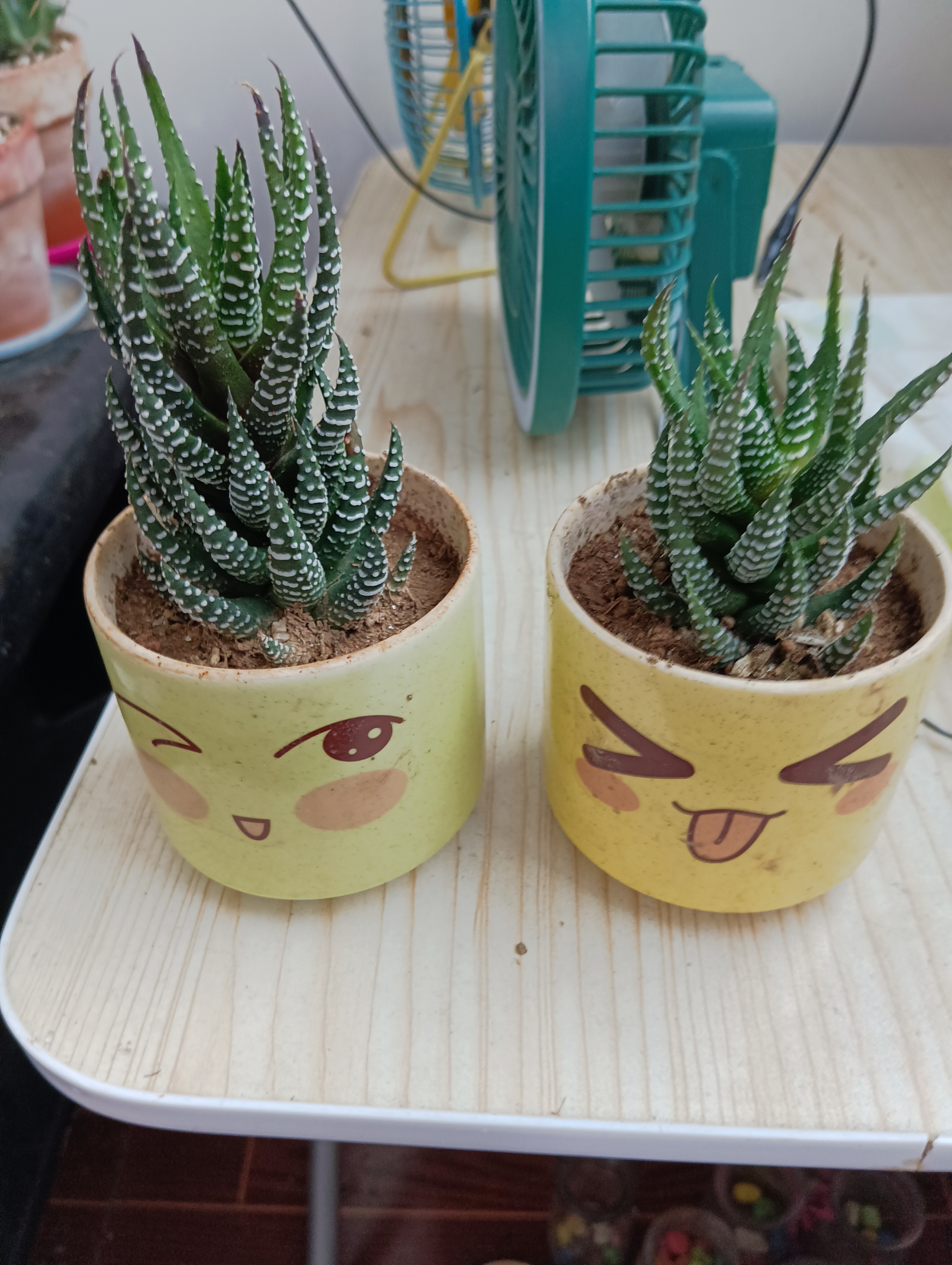 十二卷属植物,你值得拥有