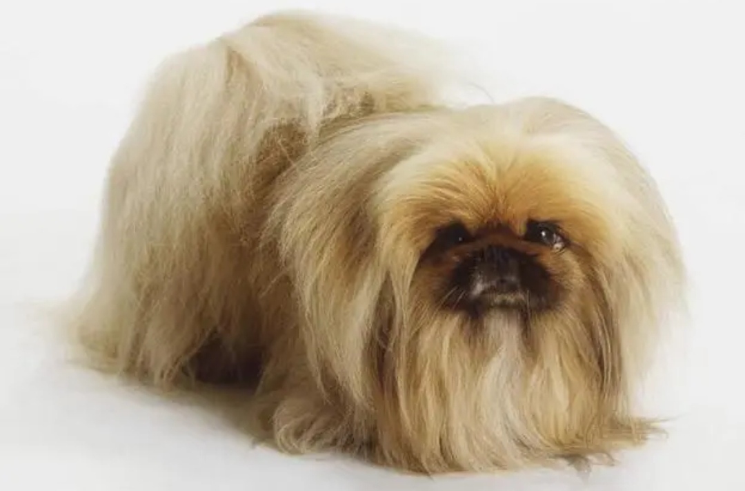 北京犬:盛开在宫廷的"牡丹花"