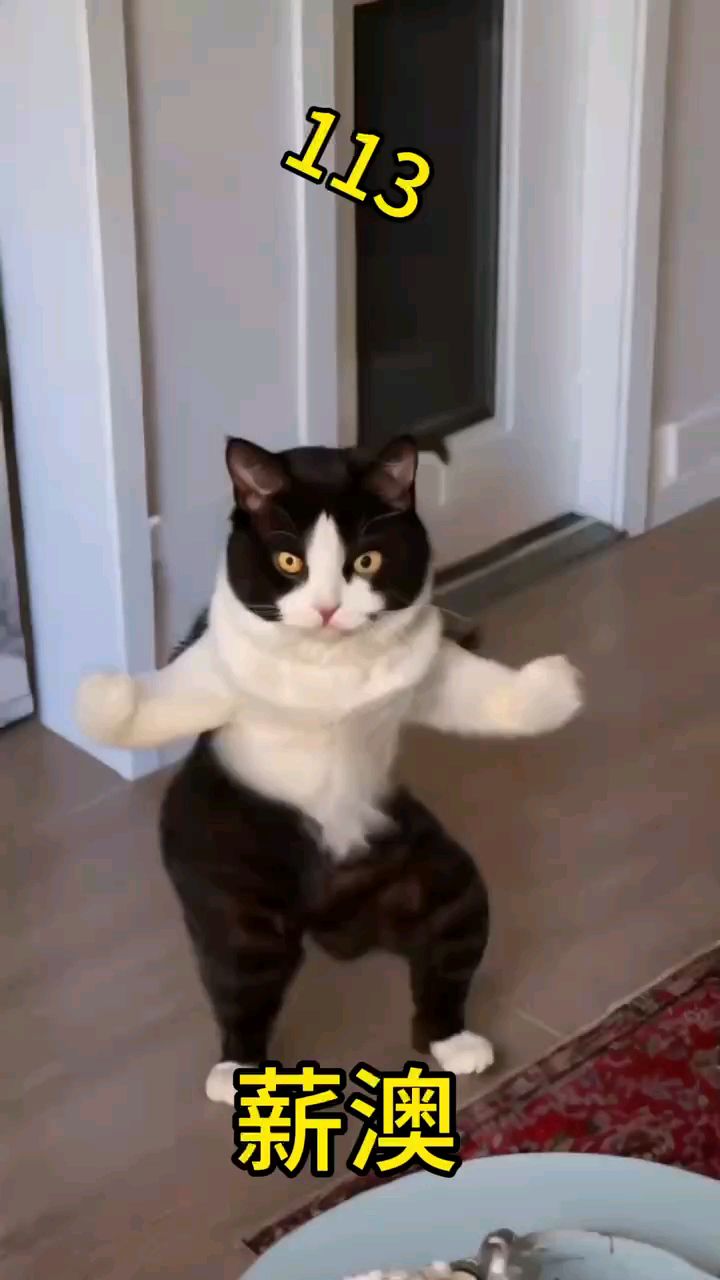 这猫咪居然学会了摩托摇