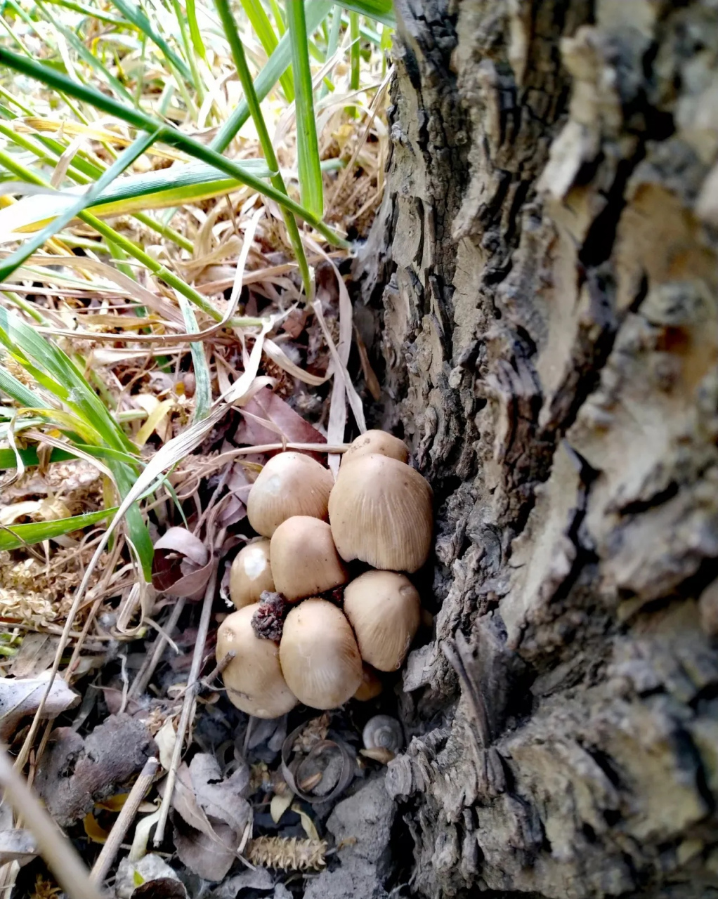 可是又纠结,犹豫,忐忑[捂脸][捂脸] 请问亲们,柳树下这种蘑菇可以吃