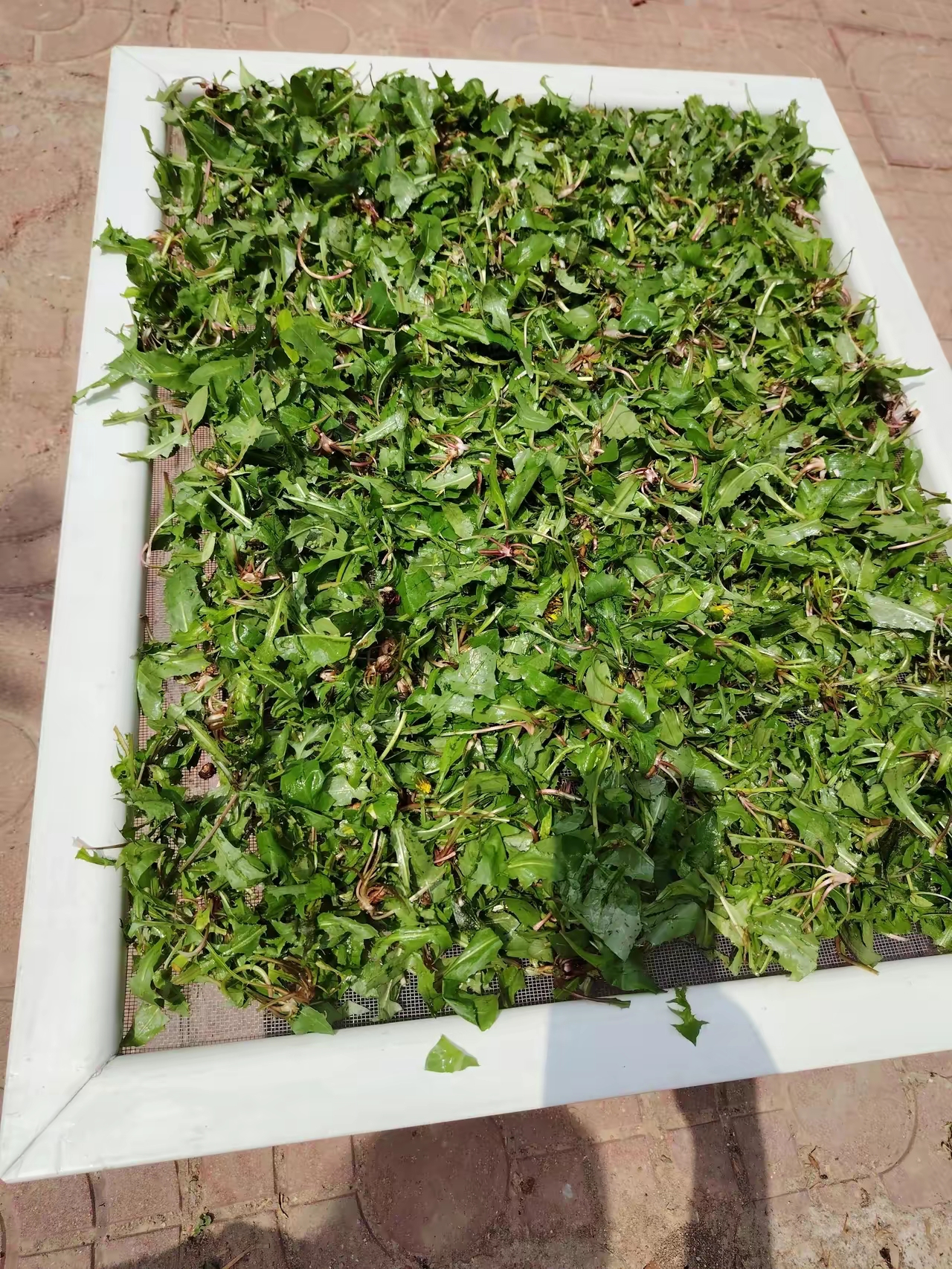 挖菜一时爽摘菜可费事了本来打算做小豆腐吃摘完菜又洗完烦了干脆