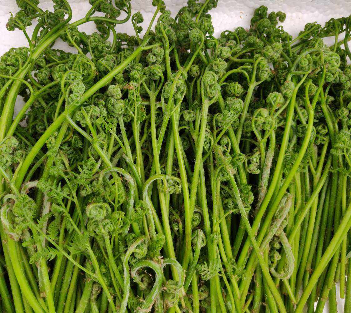 春季山野菜之——山蕨菜