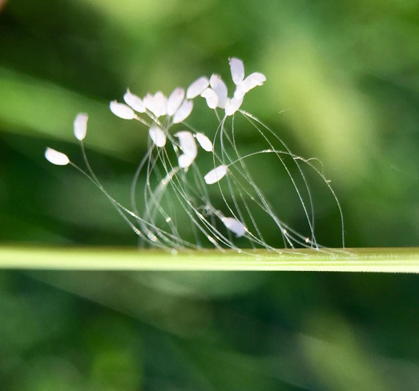 优昙婆罗花,也称优昙钵,被佛教中人奉为圣花,传说三千年才盛开掖挝