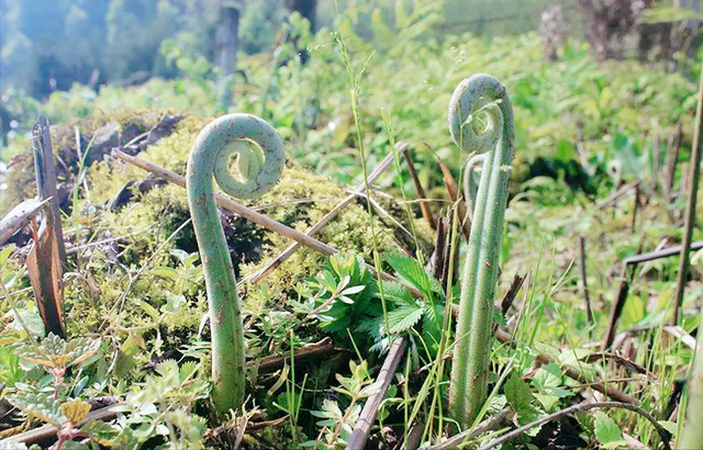 山上长的野菜种类图片图片