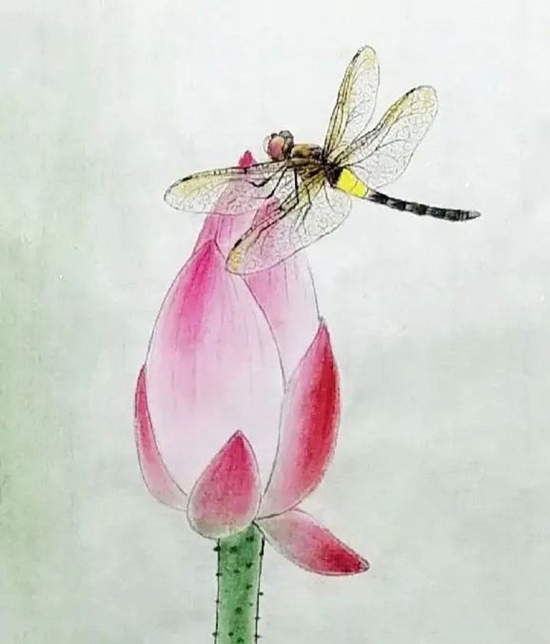 小荷才露尖尖角,早有蜻蜓立上头,蜻蜓与荷花这一对绕不开的画搭子,在