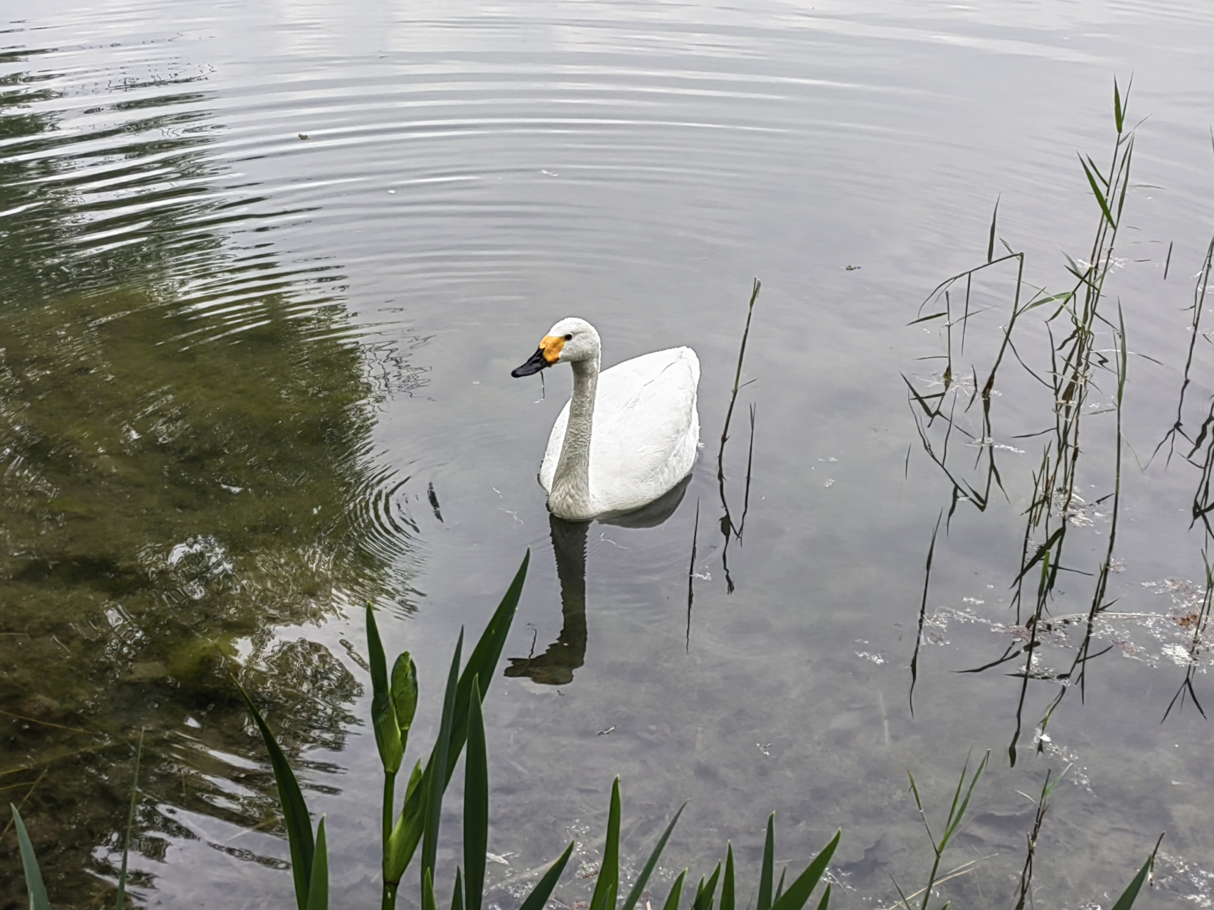 固安大湖公园,偶然发现这个"世外桃源",公园不大,免费开放,绿色植被
