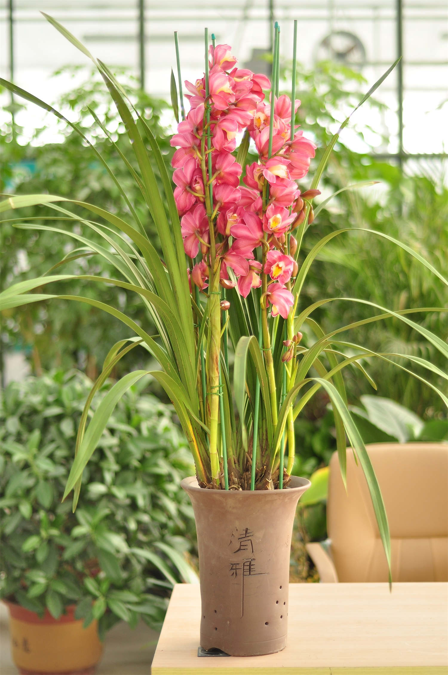 盆栽名贵花卉系列-蕙兰种植攻略