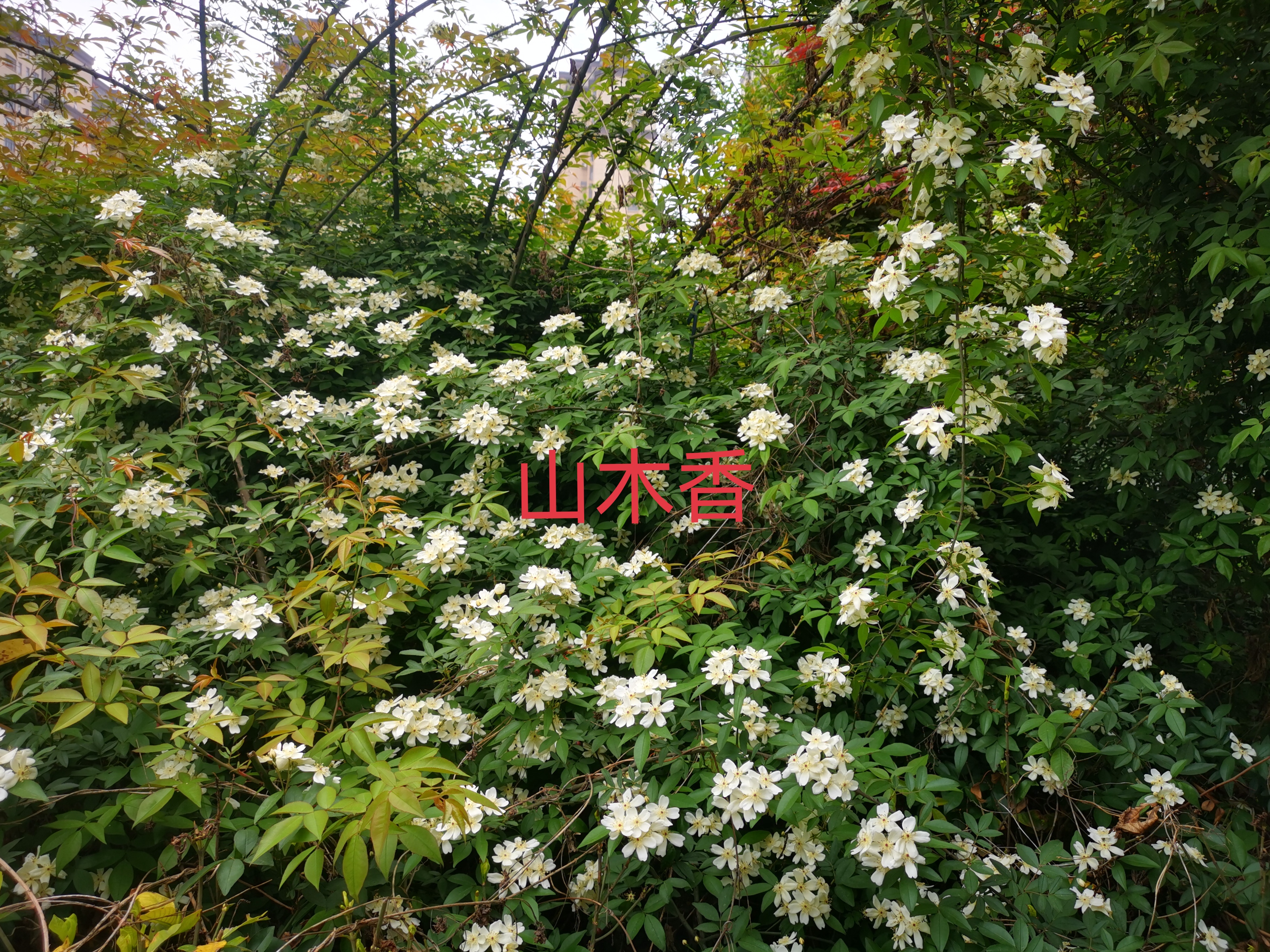 【山木香,黄木香,红木香,金樱子傻傻分不清?