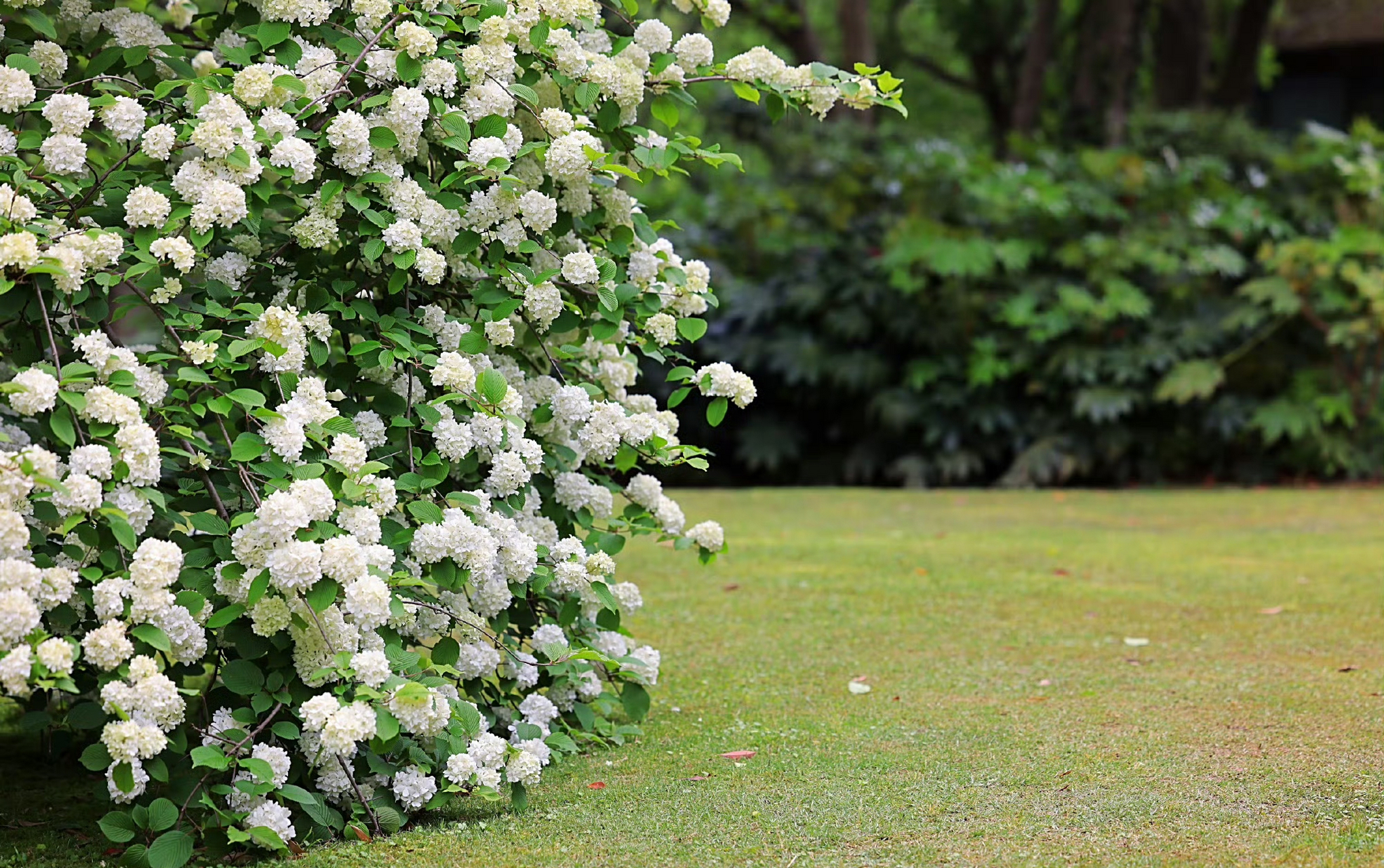 江南兰苑丨雪球荚蒾,花朵团团锦簇,清新淡雅,叶儿苍翠,碧玉连连,自有
