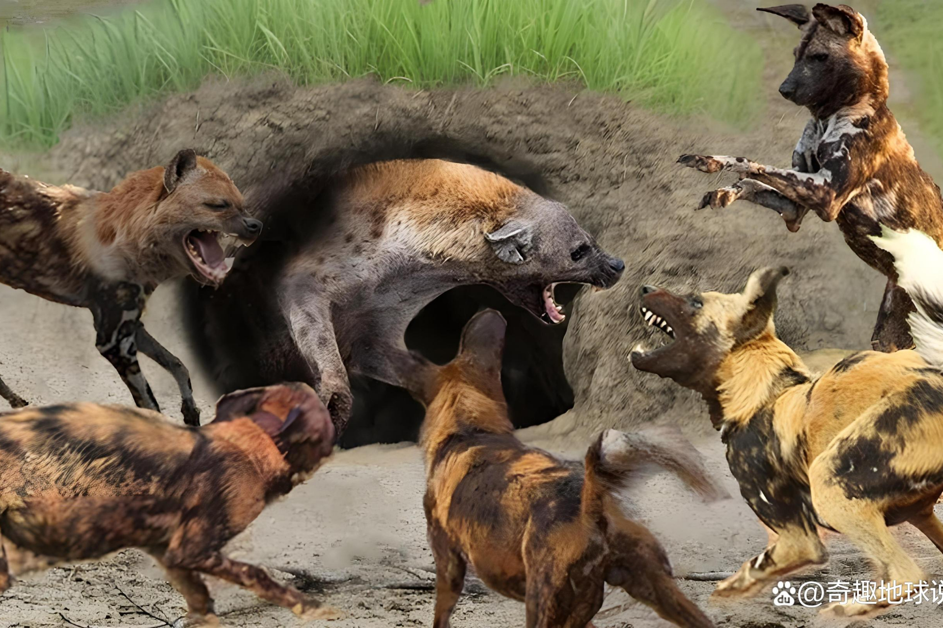 非洲草原上,鬣狗与野狗的霸主之战激烈上演!