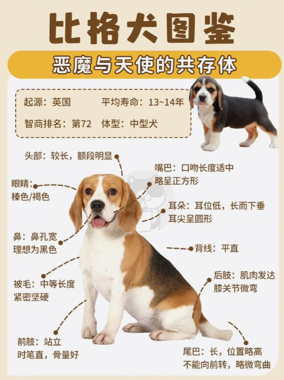 比格犬的寿命图片