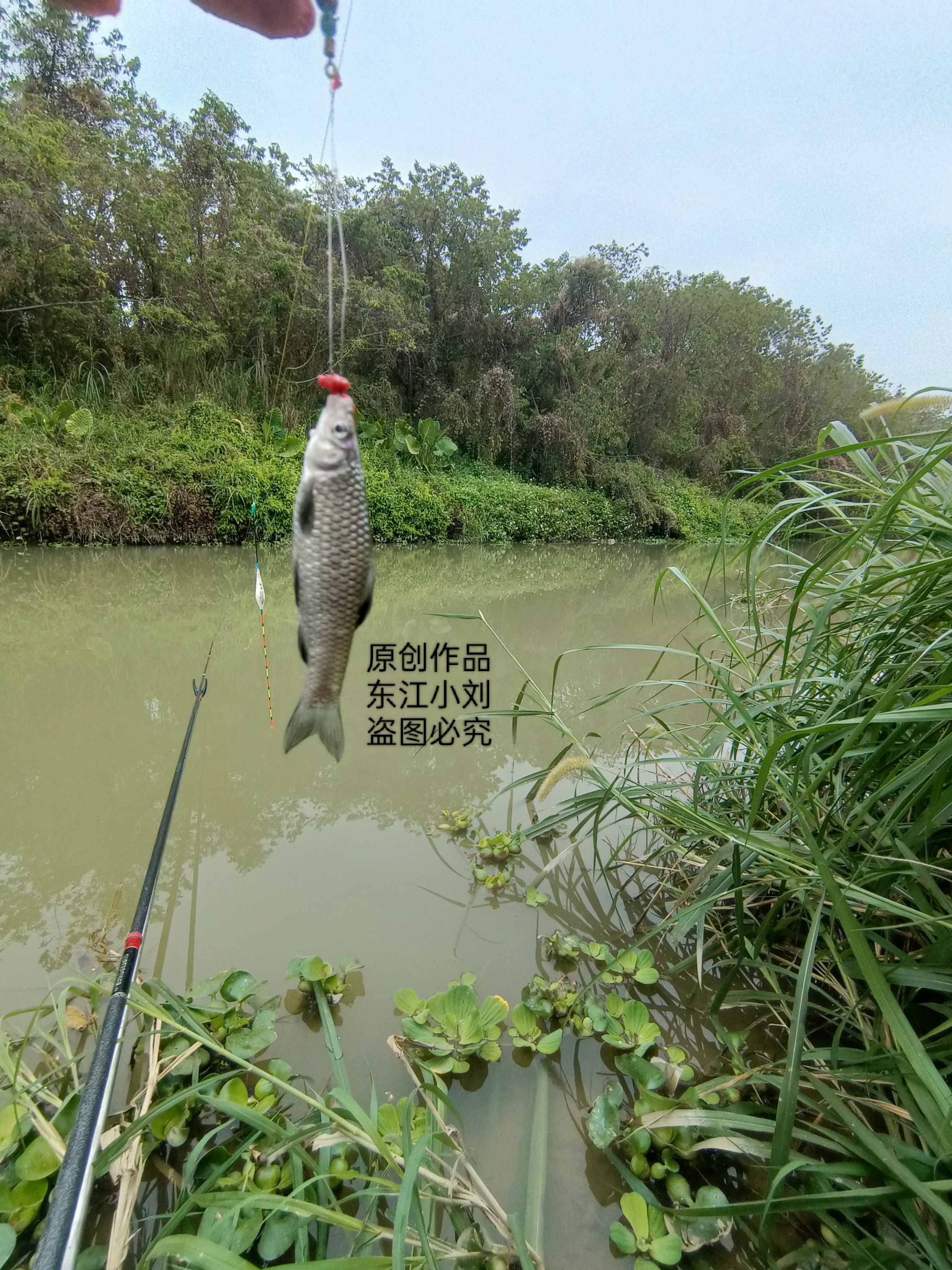 非常像,全身鳞片尾巴都带点深黑色,摆在凳子面前,果然不一样,比手指甲
