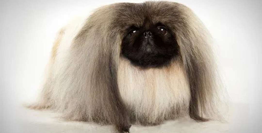 北京犬:盛开在宫廷的"牡丹花"