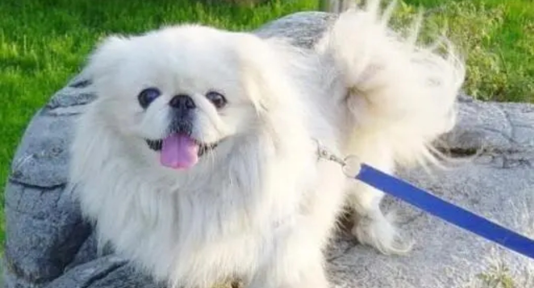 北京犬:盛开在宫廷的"牡丹花"