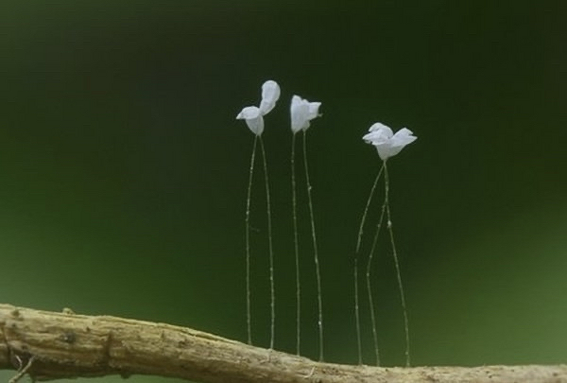 优昙婆罗花出现天空图片