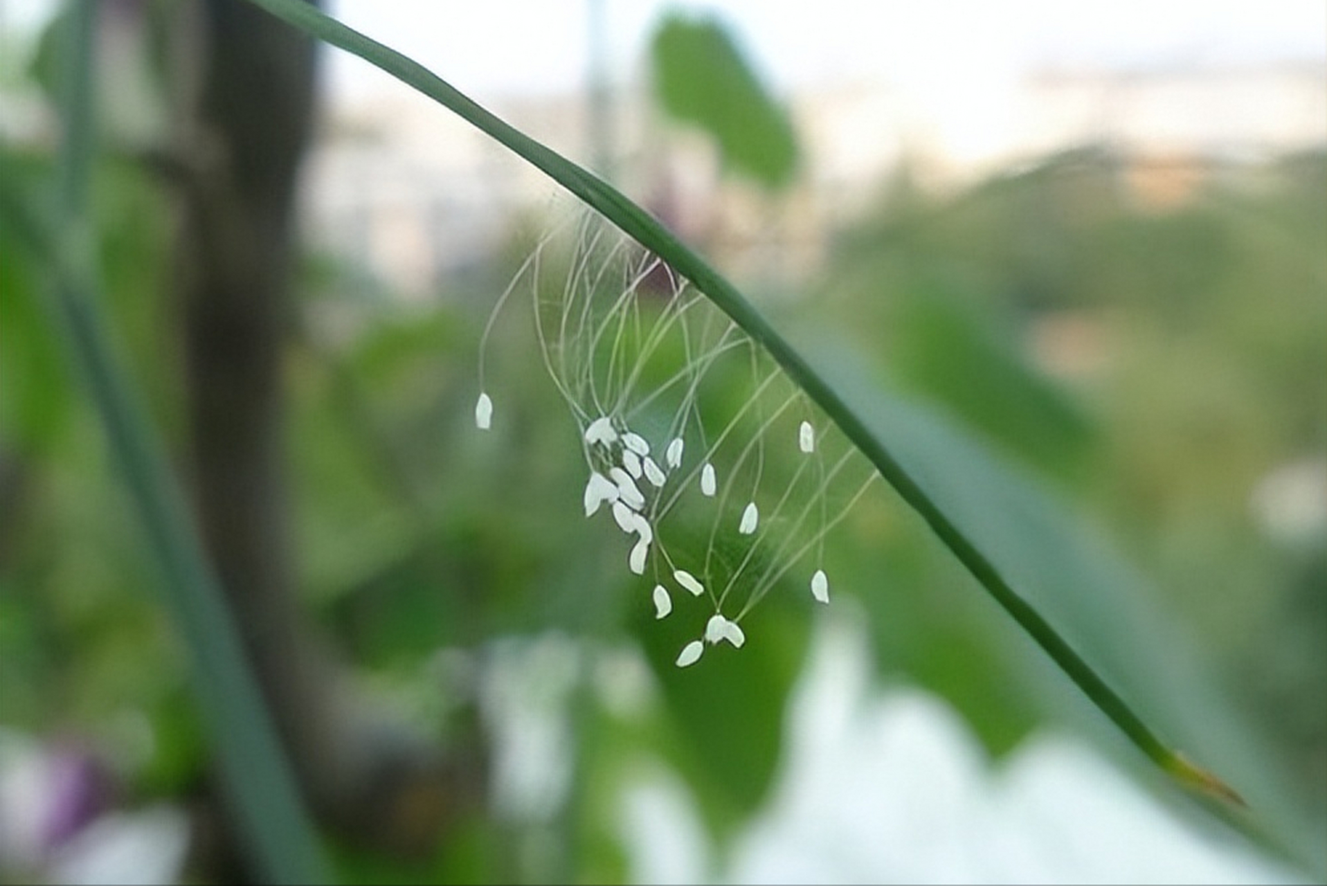 优昙婆罗花出现天空图片