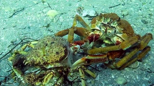 海底斗兽场:蜘蛛蟹又到蜕壳季,黄貂鱼趁你病要你命!