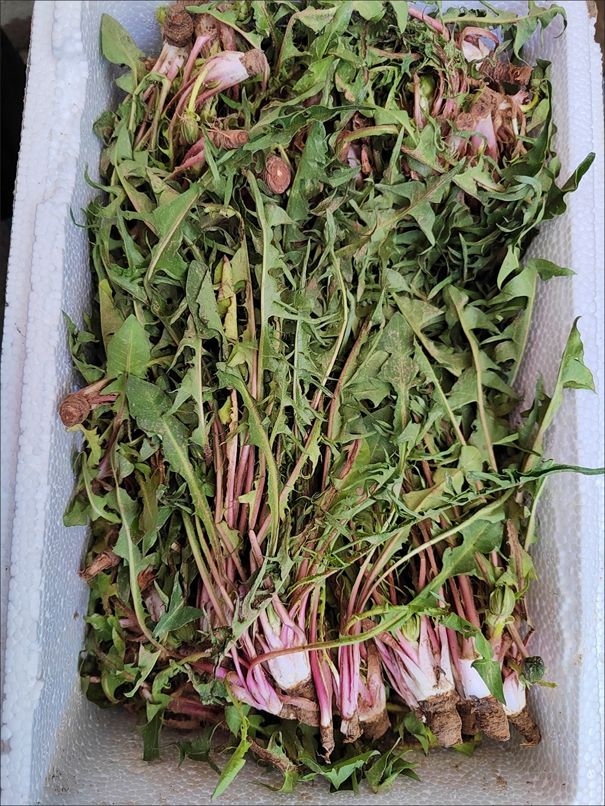 这是婆婆丁吗?第一次见到这么大的是不是我看错了啊?