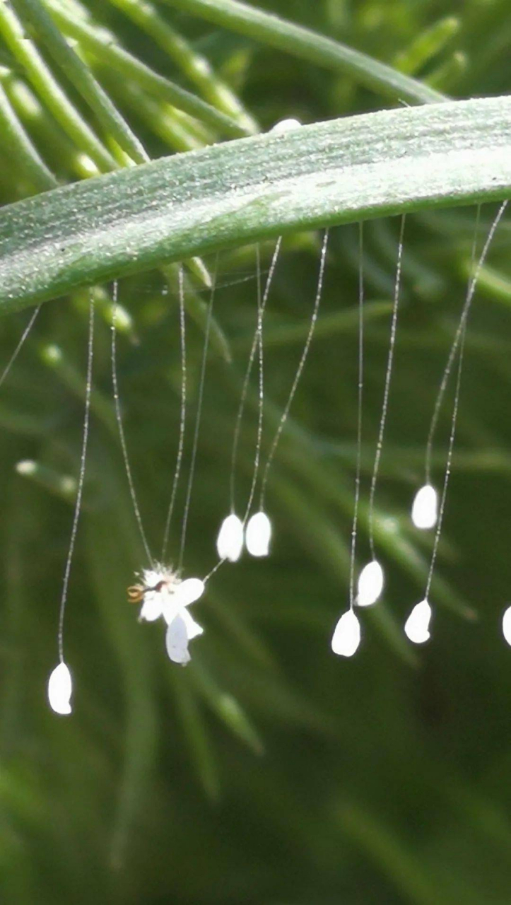 优昙婆罗花,也称优昙钵,被佛教中人奉为圣花,传说三千年才盛开掖挝