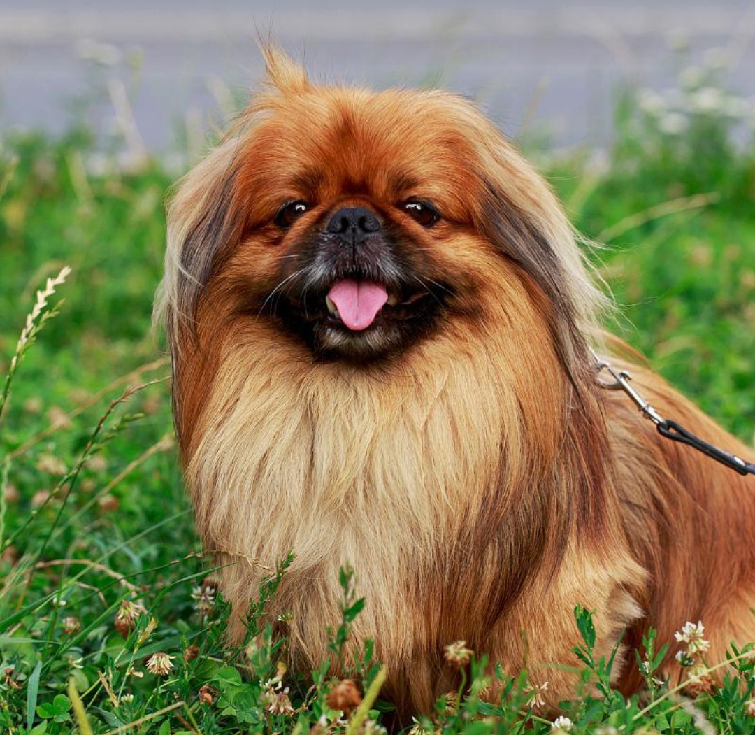 北京犬:盛开在宫廷的"牡丹花"