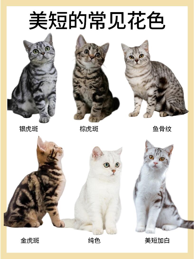 适合女生养的哈基米美国短毛猫#宠物