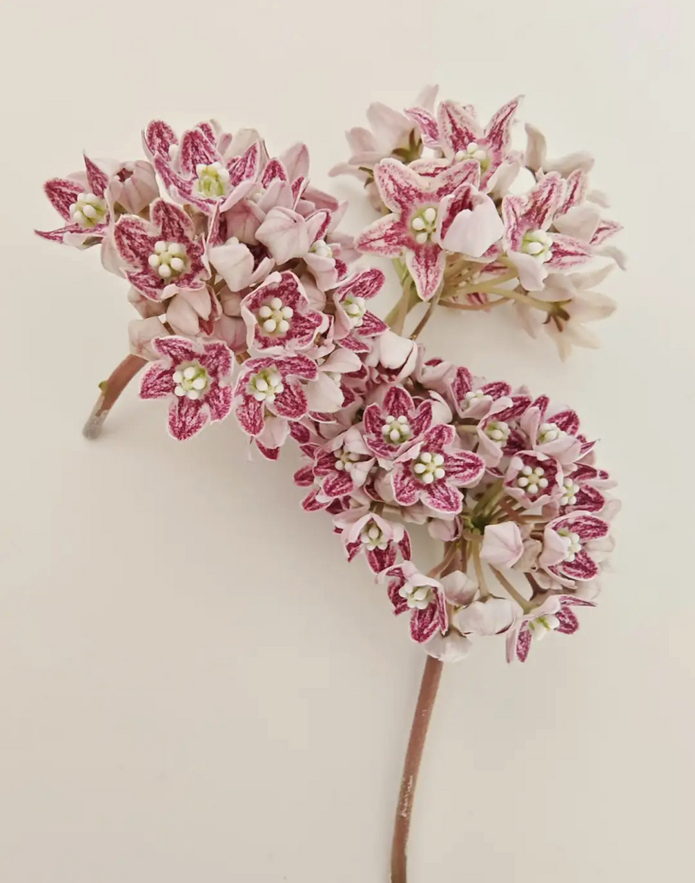 晚饭奶浆花 又到了吃花的季节