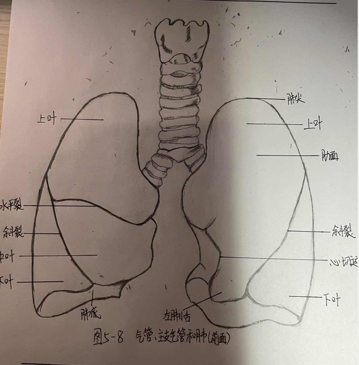 气管,主支气管和肺03手绘图 这是气管,主支气管和肺03手绘图!