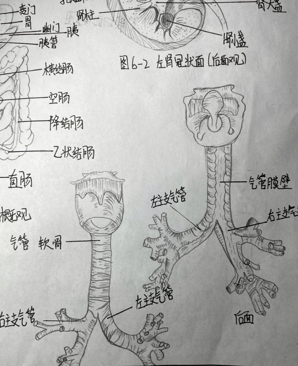 气管,主支气管和肺03手绘图 这是气管,主支气管和肺03手绘图!