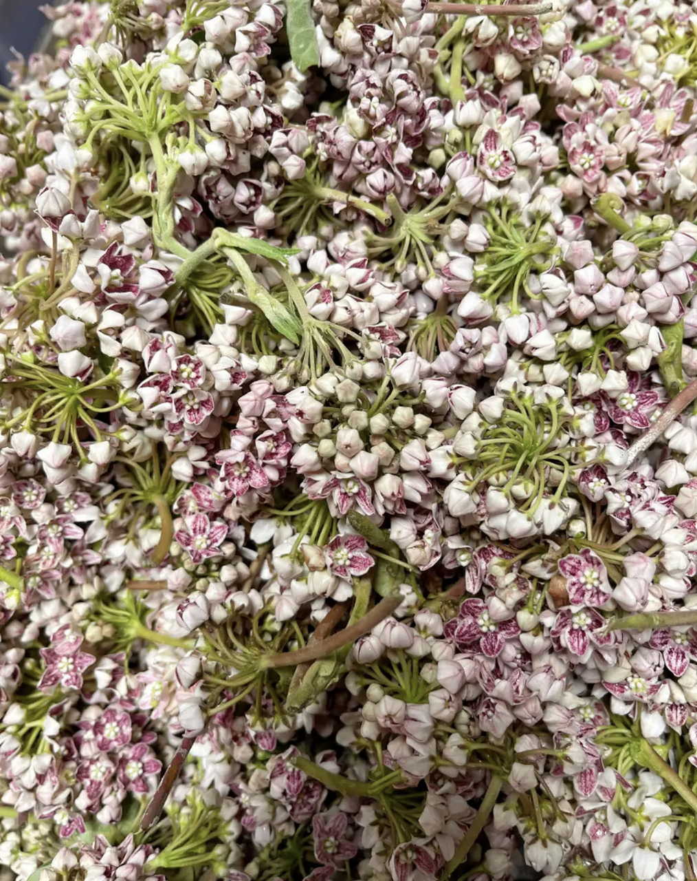 晚饭奶浆花 又到了吃花的季节