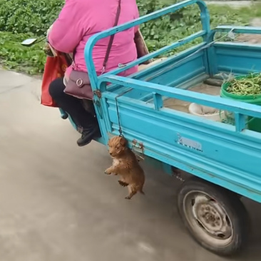 狗子是怎么做到吊在上面不闹的,这样真的没有问题啊,就这样简单看起来