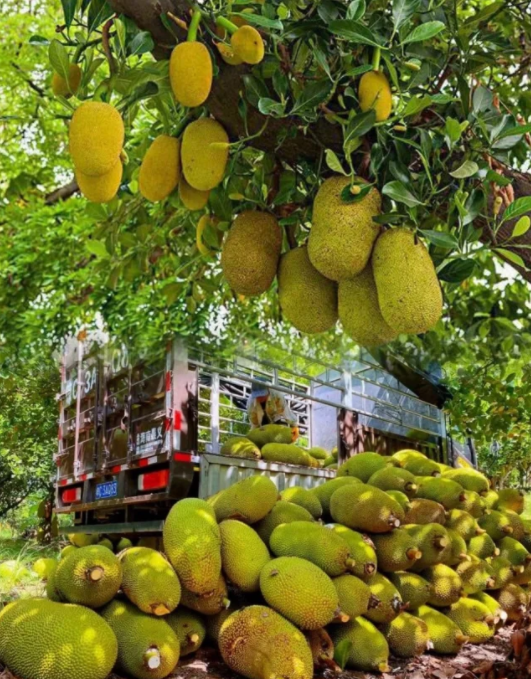 海南的黄肉菠萝蜜,果肉饱满,甜香扑鼻,这里的菠萝蜜,不仅个头硕大,更