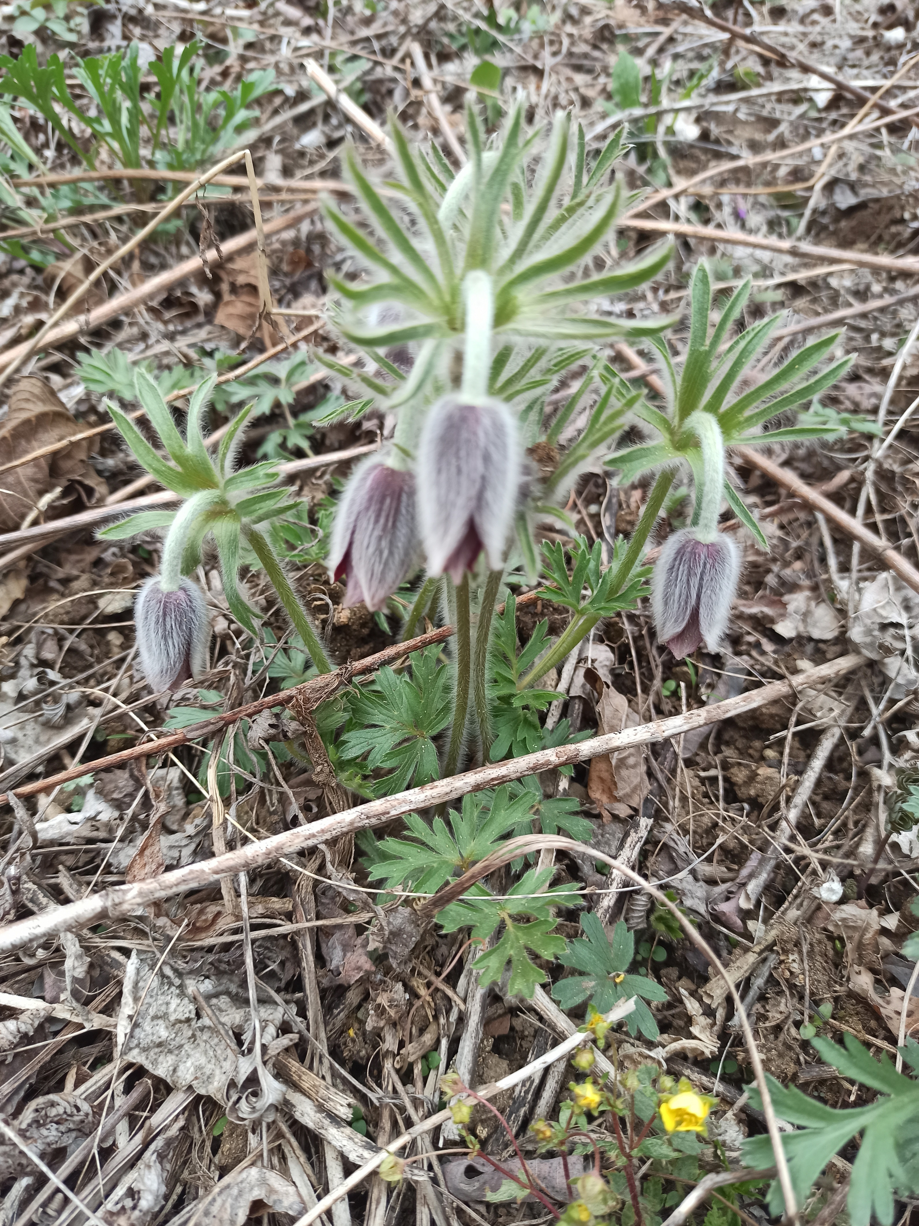 东北的谷雨时节在山上发现的野花和野菜快来看一看这里面有你认识