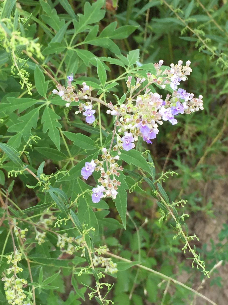 牡荆是野生木本植物,分布于我国各地,具有生态和药用价值.