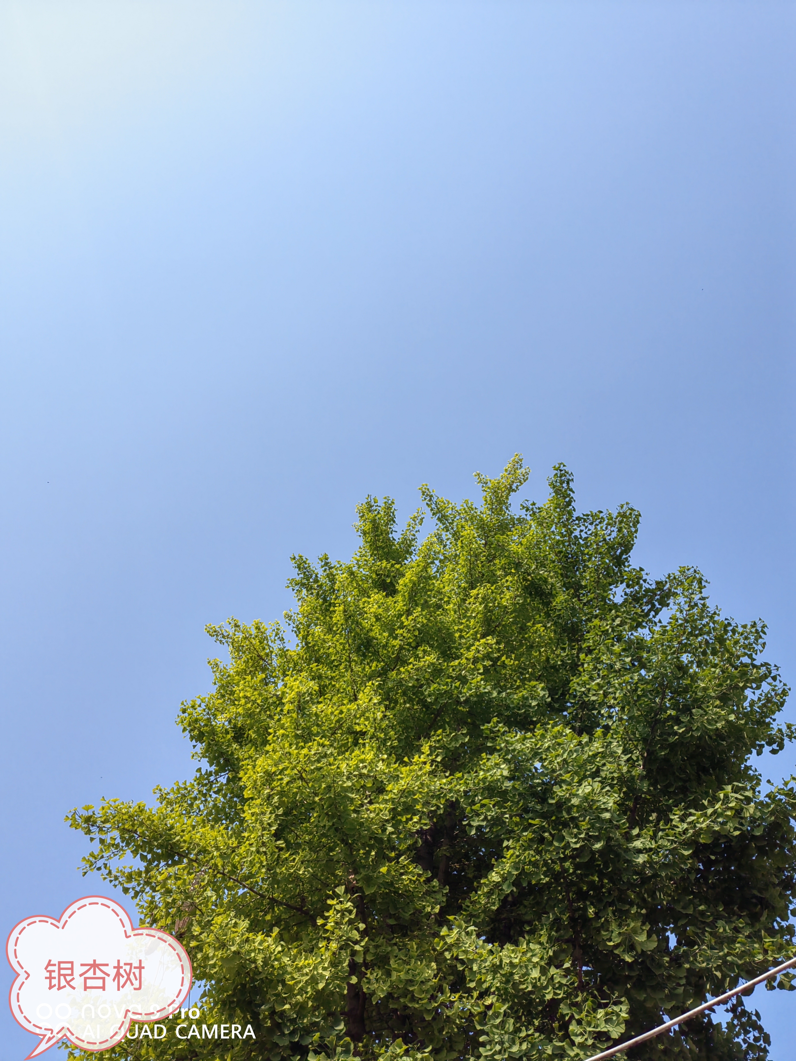 早晨在菜市场买了点菜,买了三块钱的韭菜根,回老家栽到花盆里,犄角