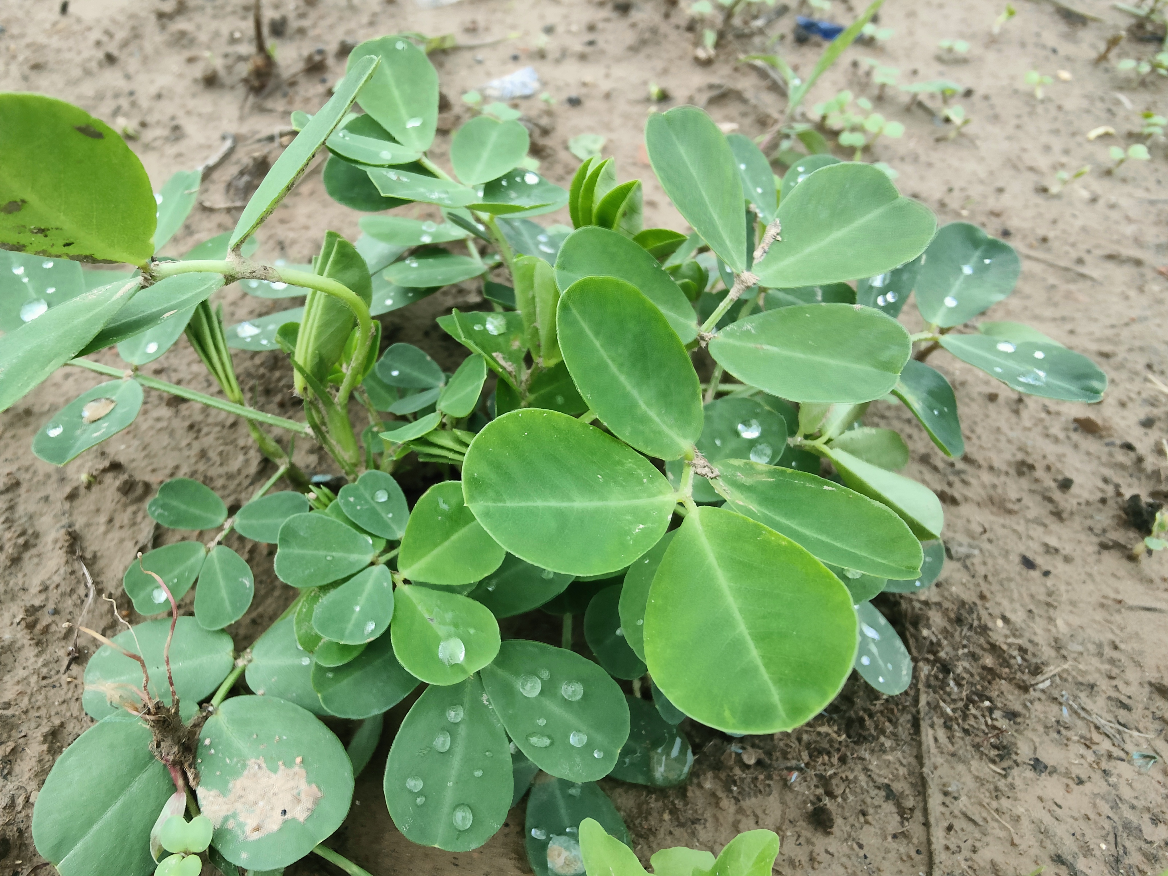 种植花生,一亩地用多少斤种子合适