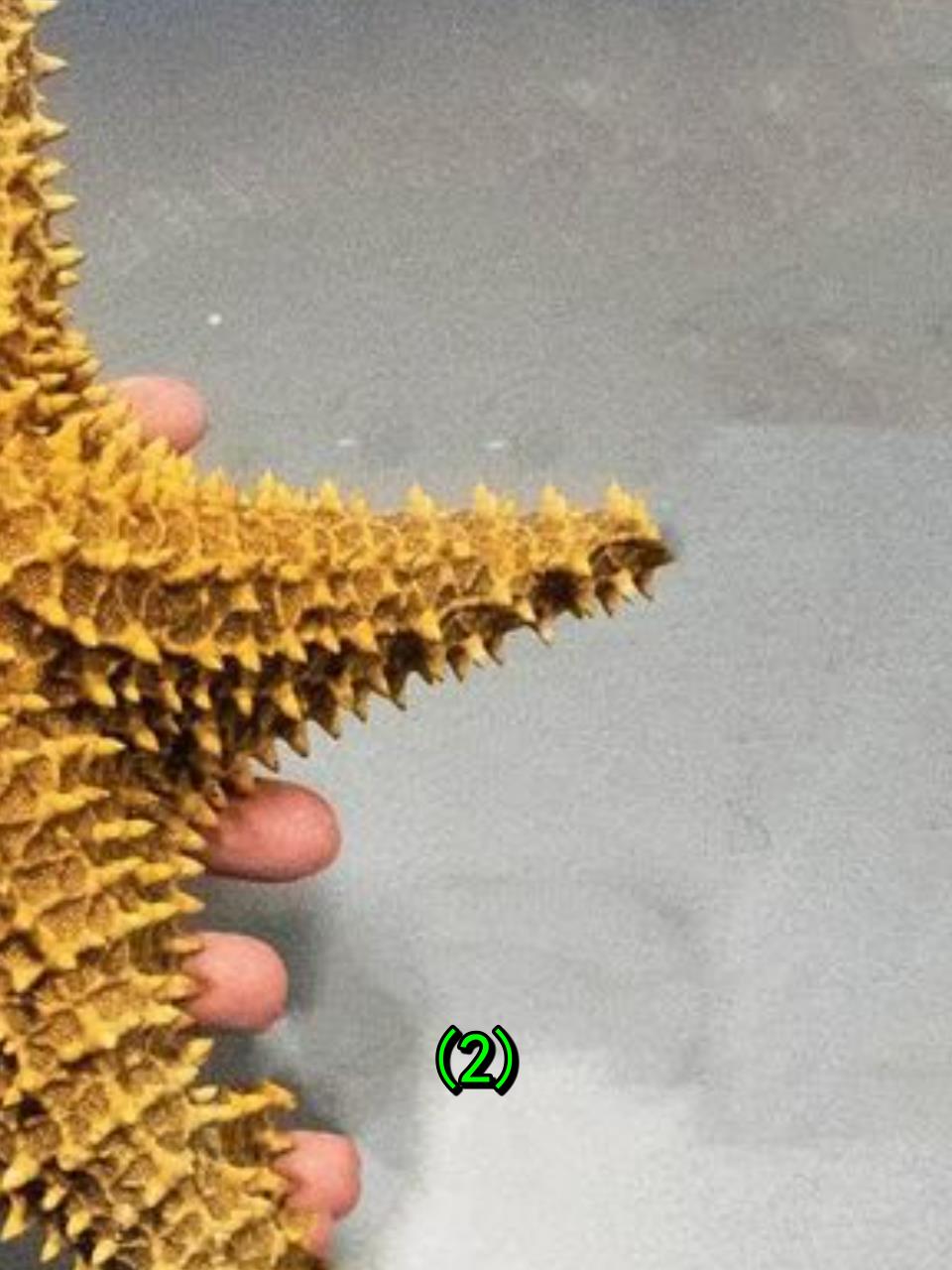 水刀面前无敌?海星遭遇惨状,实验人员惊呼无法抵挡!